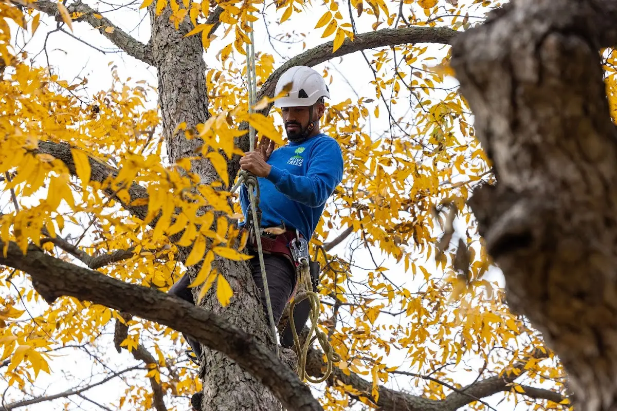 Skilled Tree Transplanting crew working in Kewanee